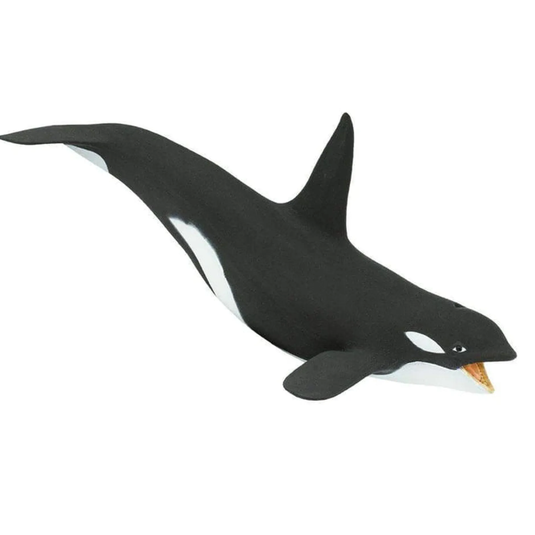 killer_whale_orca_0.webp Safari Killer Whale (Orca)