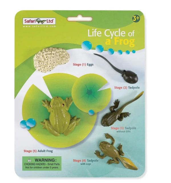 Safari Life Cycle of a Frog