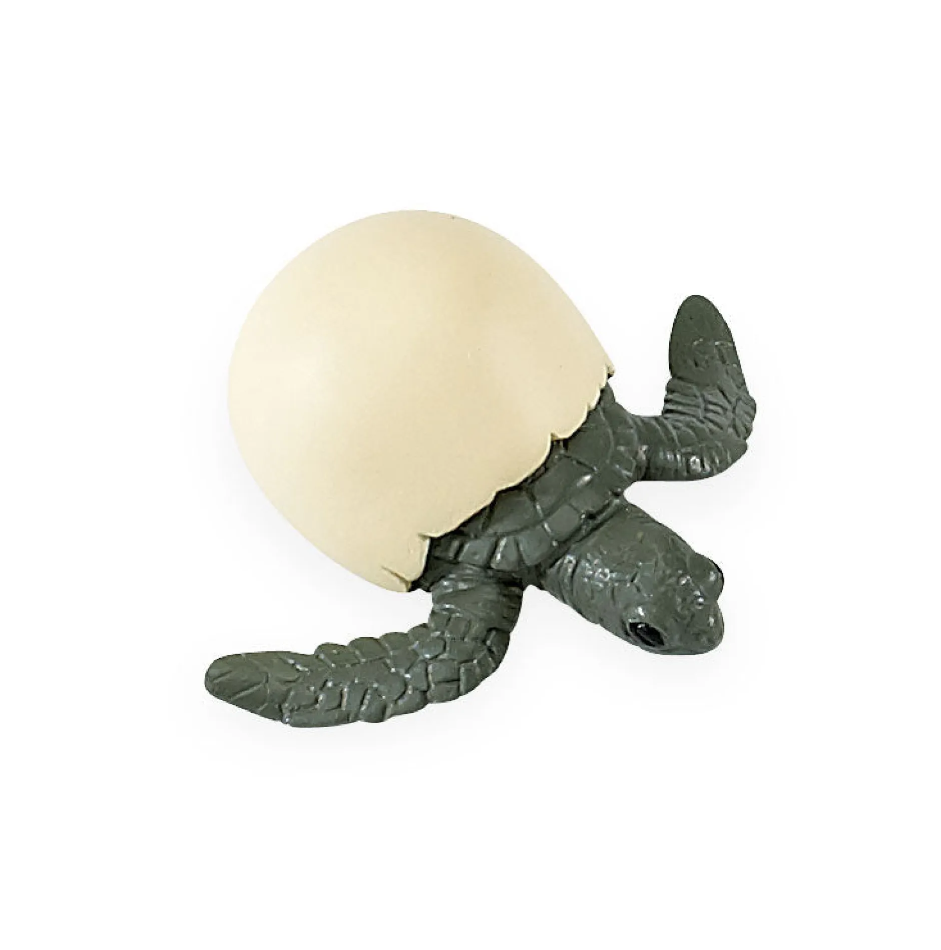life_cycle_of_a_green_sea_10.webp Safari Life Cycle of a Green Sea Turtle