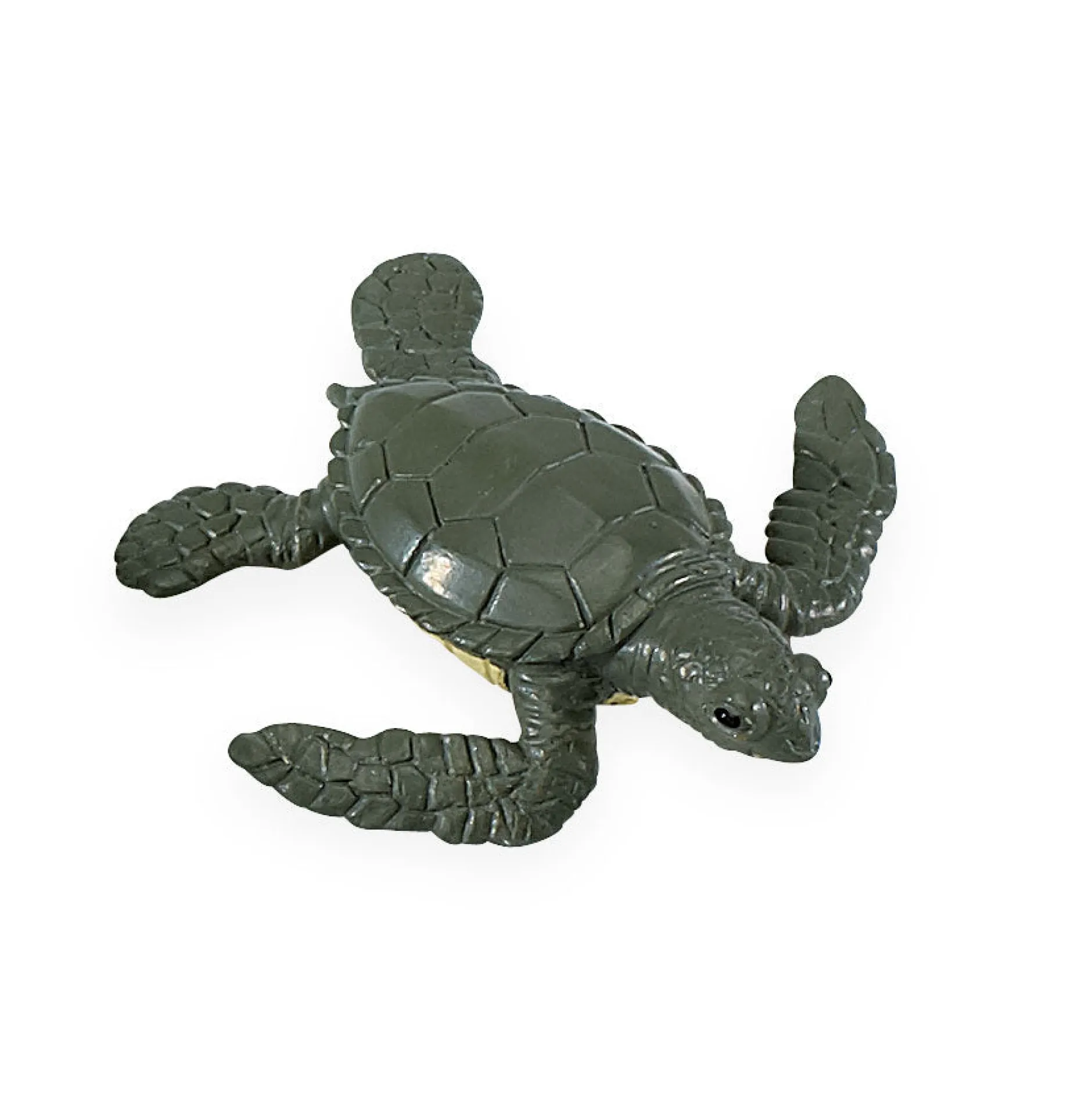 life_cycle_of_a_green_sea_2.webp Safari Life Cycle of a Green Sea Turtle