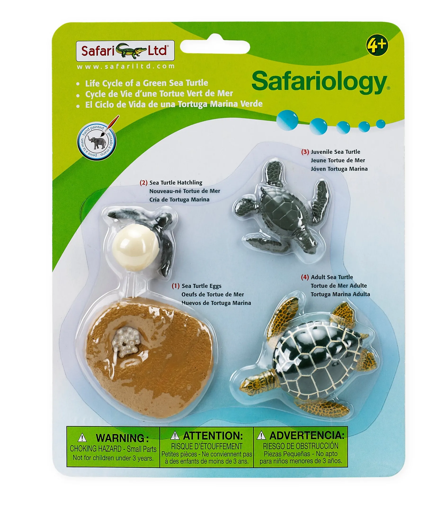life_cycle_of_a_green_sea_6.webp Safari Life Cycle of a Green Sea Turtle