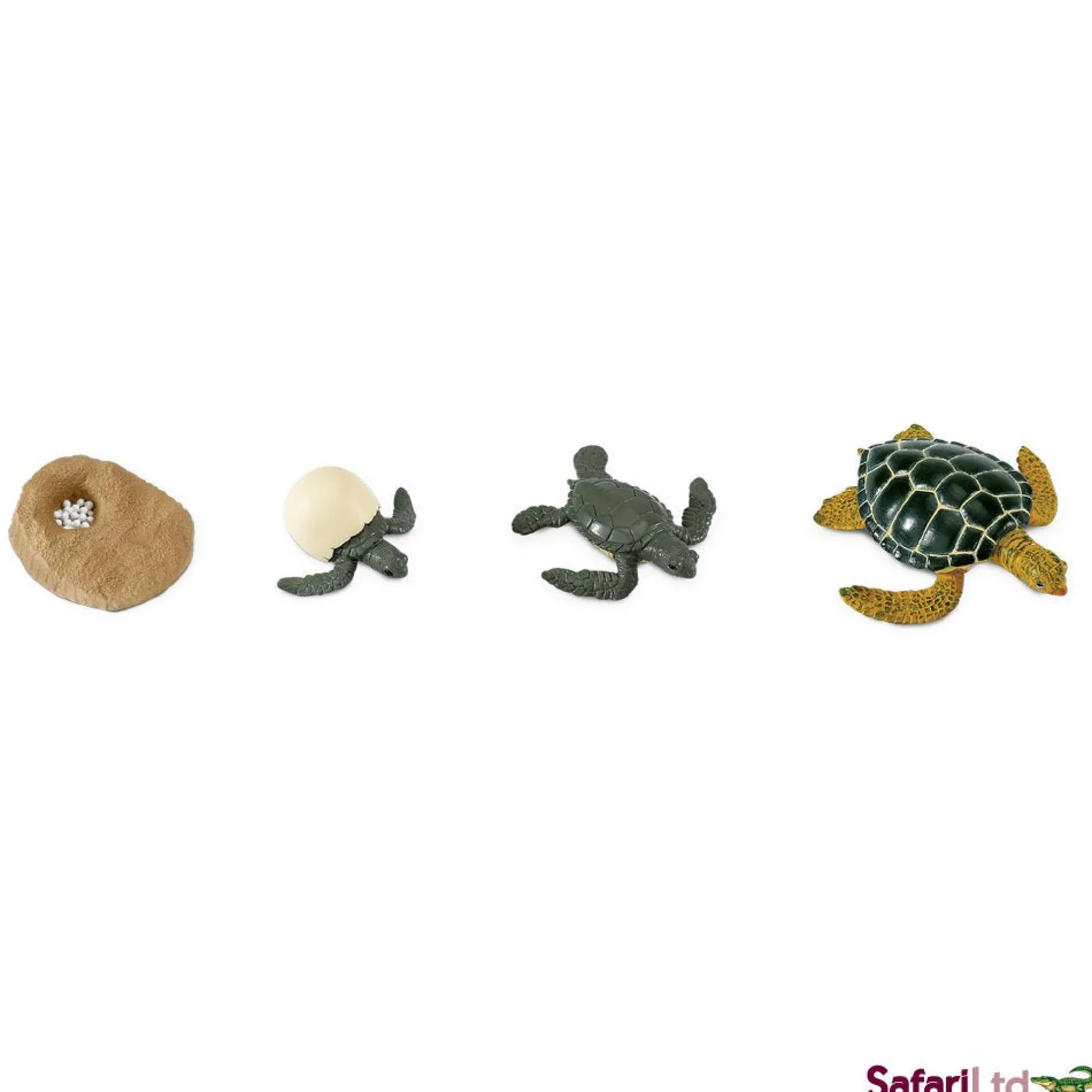 life_cycle_of_a_green_sea_7.webp Safari Life Cycle of a Green Sea Turtle