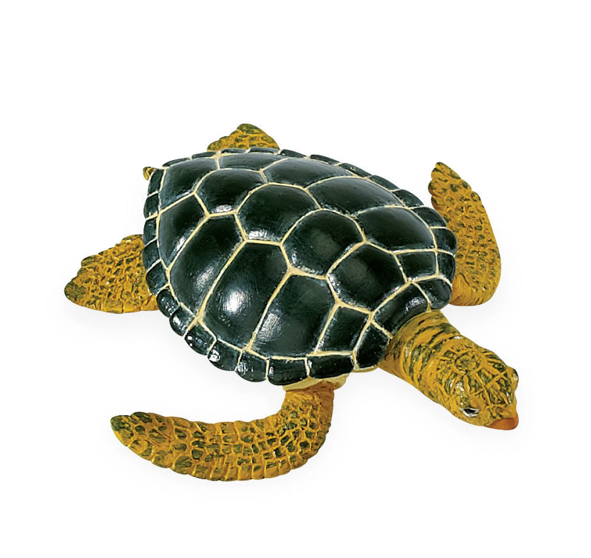 life_cycle_of_a_green_sea_9.webp Safari Life Cycle of a Green Sea Turtle