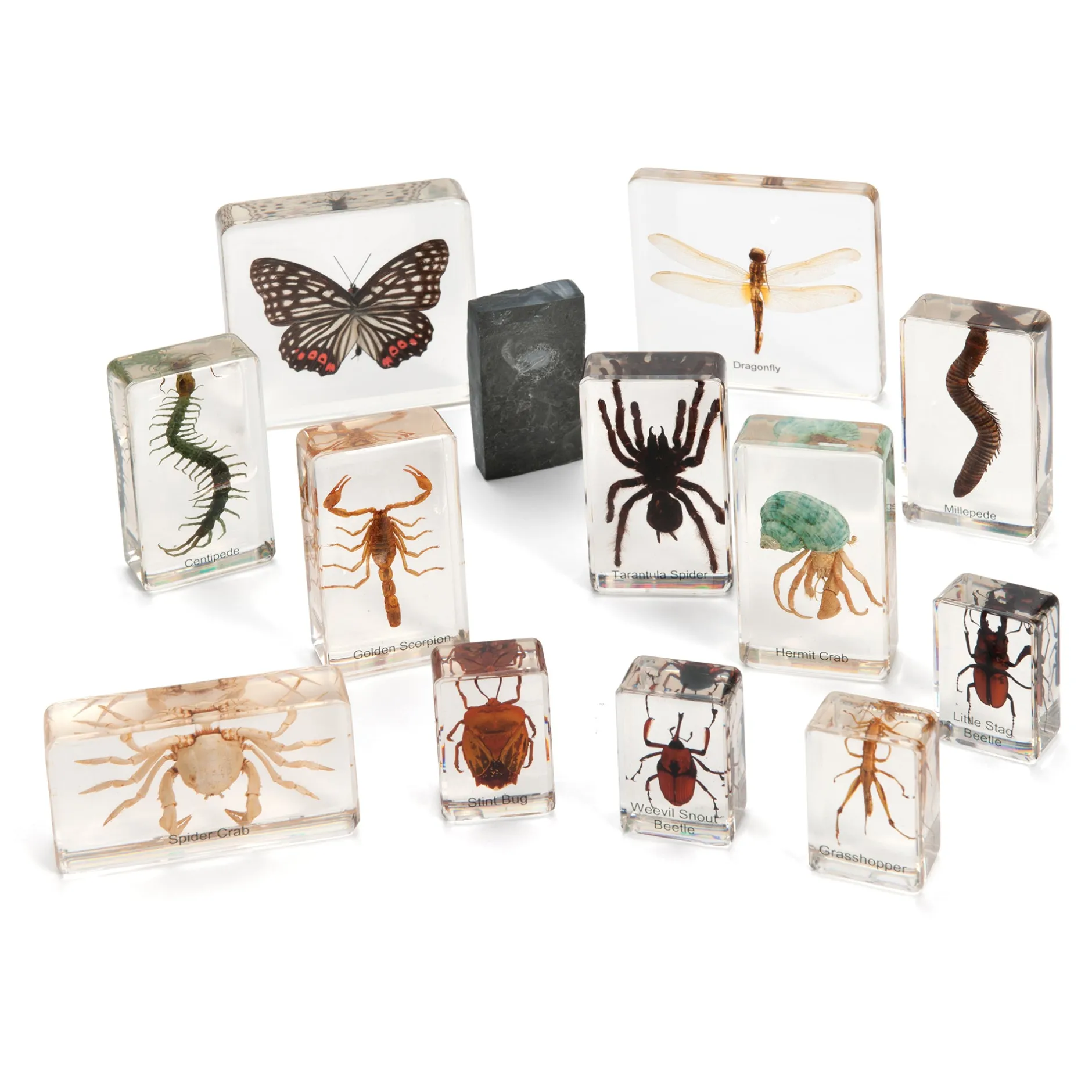 mini_beast_arthropods_lar_0.webp KNOWLEDGE BUILDER Mini Beast Arthropods (Large Set) - Reduced To Clear!
