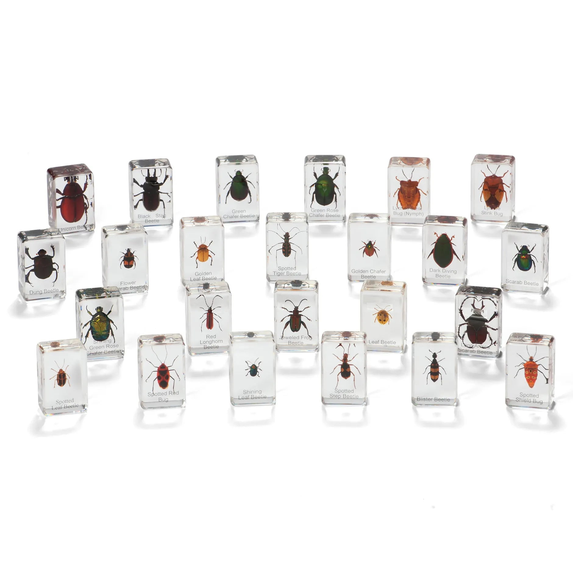 mini_beasts_beetles_and_b_0.webp KNOWLEDGE BUILDER MINI BEASTS BEETLES AND BUGS (LARGE SET) - Reduced To Clear!
