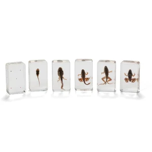 KNOWLEDGE BUILDER Mini Beasts frog Life Cycle - Reduced To Clear!