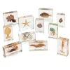 KNOWLEDGE BUILDER MINI BEASTS OCEAN (LARGE SET) - Reduced To Clear!