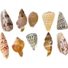 Anthony Peters Natural Exotic Shells - Pack of 10