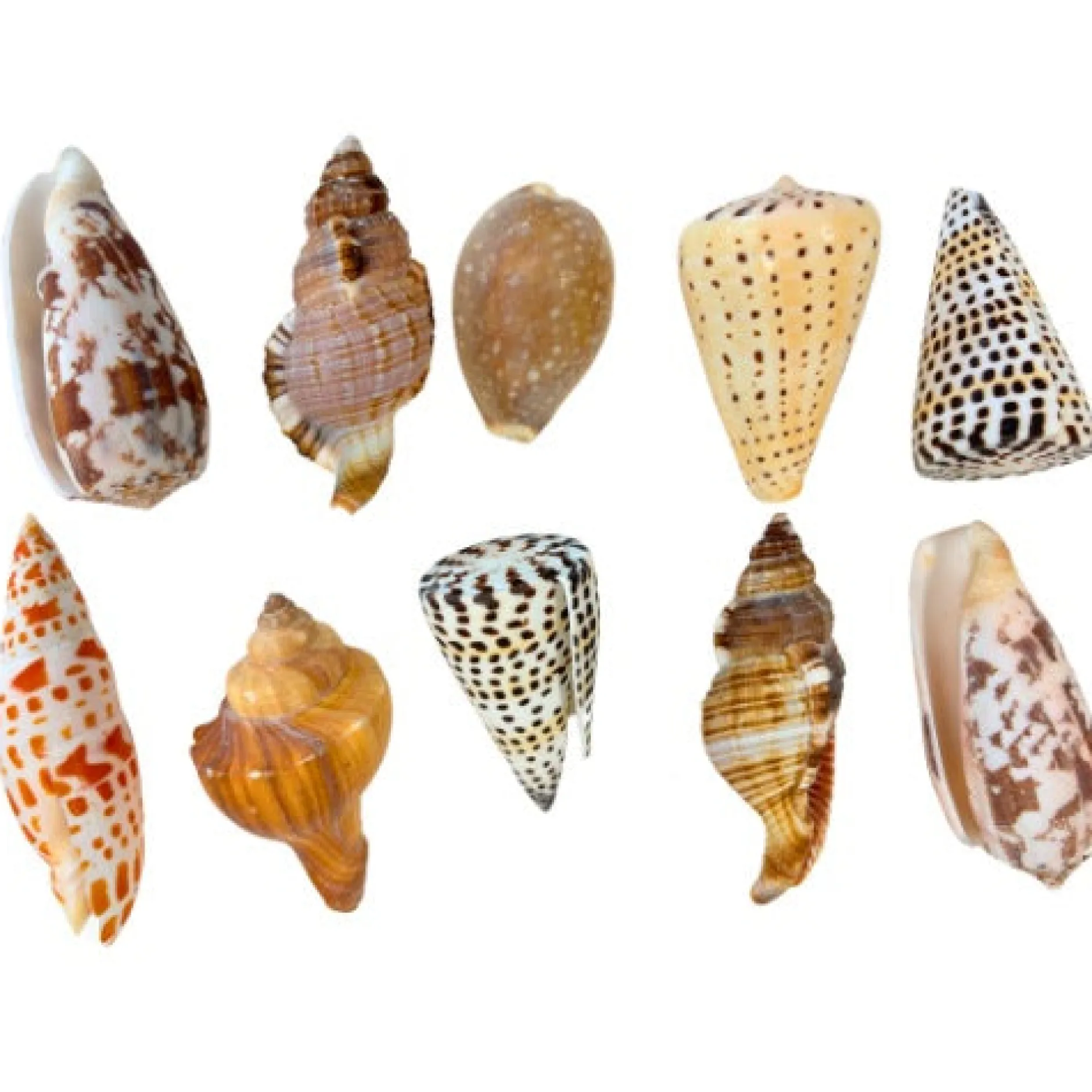 natural_exotic_shells__pa_0.webp Anthony Peters Natural Exotic Shells - Pack of 10