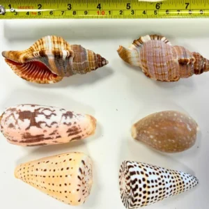 Anthony Peters Natural Exotic Shells - Pack of 10