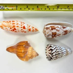 Anthony Peters Natural Exotic Shells - Pack of 10