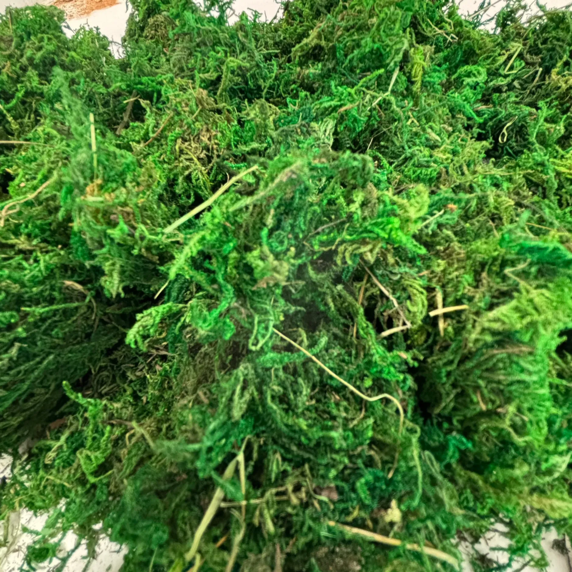 natural_moss_in_a_bag__g_0.webp Anthony Peters Natural Moss in a Bag - 100g