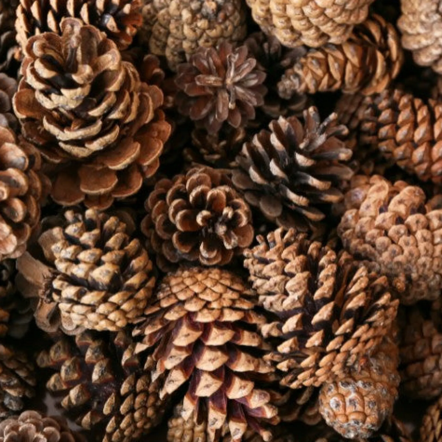 natural_pine_cones_regula_0.webp Anthony Peters Natural Pine Cones Regular - 250g