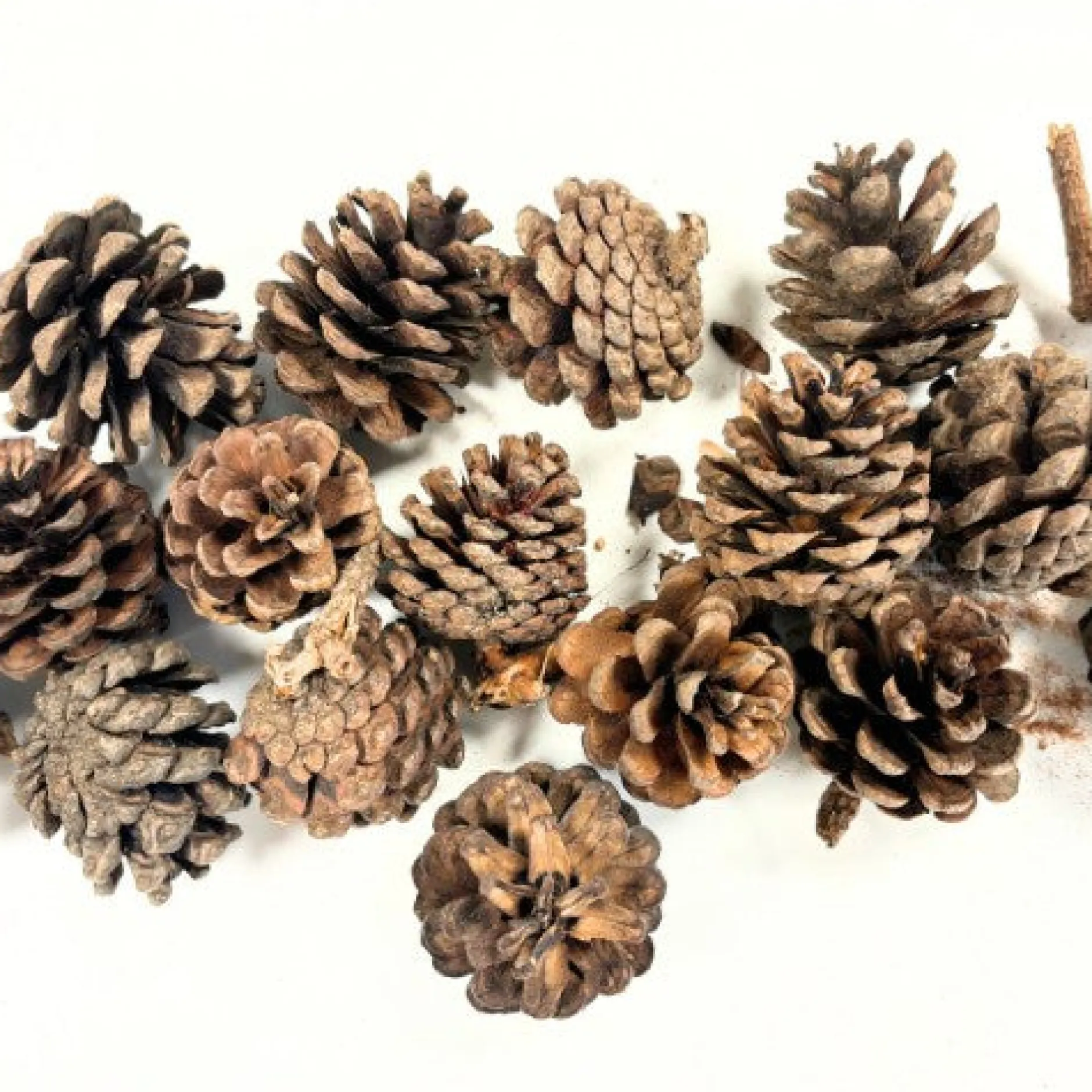 natural_pine_cones_regula_1.webp Anthony Peters Natural Pine Cones Regular - 250g