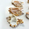 Anthony Peters Natural Shell Slices - Pack of 20