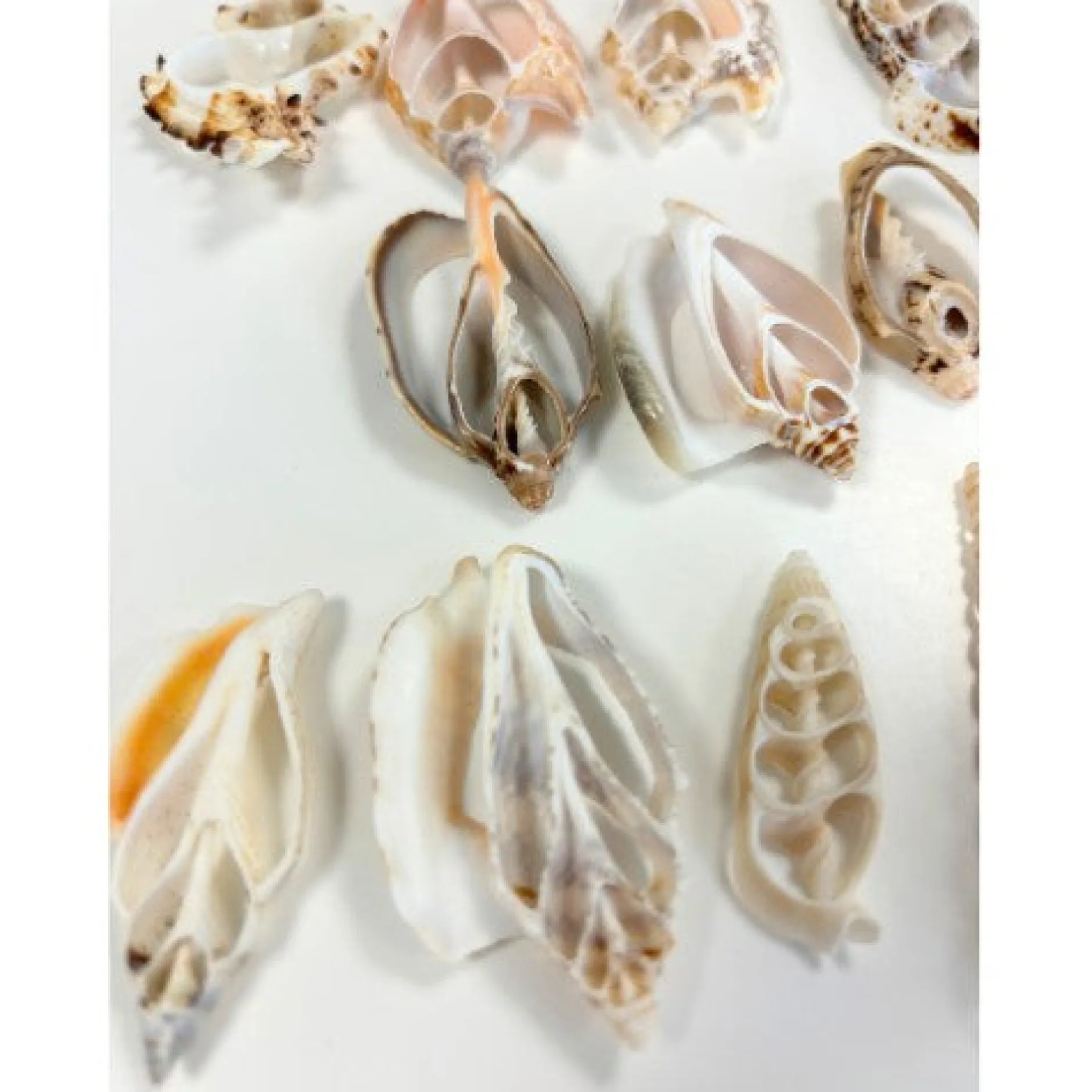 natural_shell_slices__pac_1.webp Anthony Peters Natural Shell Slices - Pack of 20