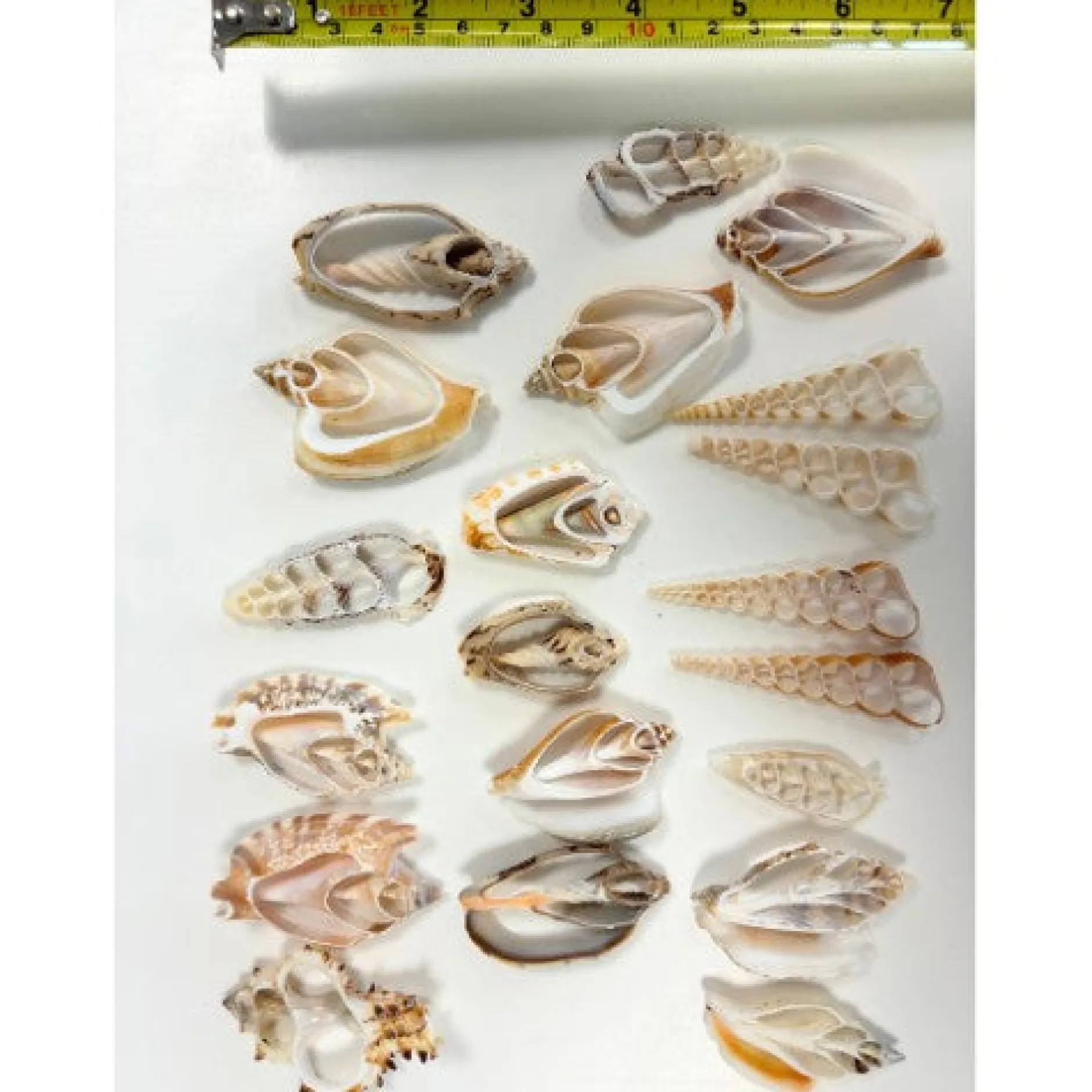 natural_shell_slices__pac_2.webp Anthony Peters Natural Shell Slices - Pack of 20