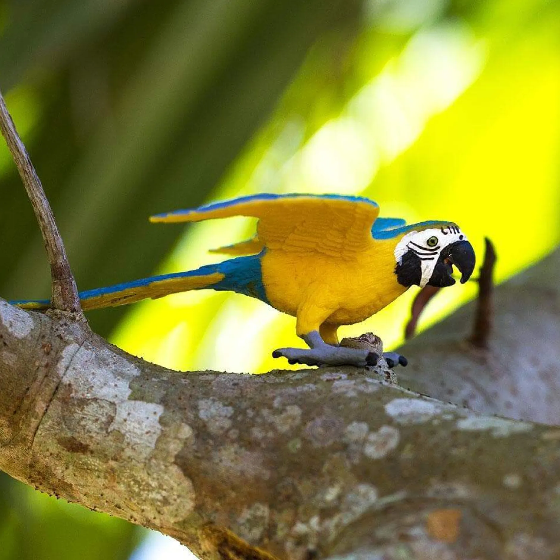 safari_blue_amp_gold_maca_5.webp Safari Blue & Gold Macaw
