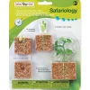 Educational Toys Safari Life Cycle of a Green Bean Plant