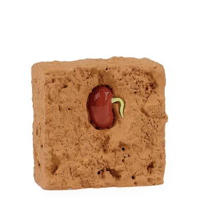 Educational Toys Safari Life Cycle of a Green Bean Plant