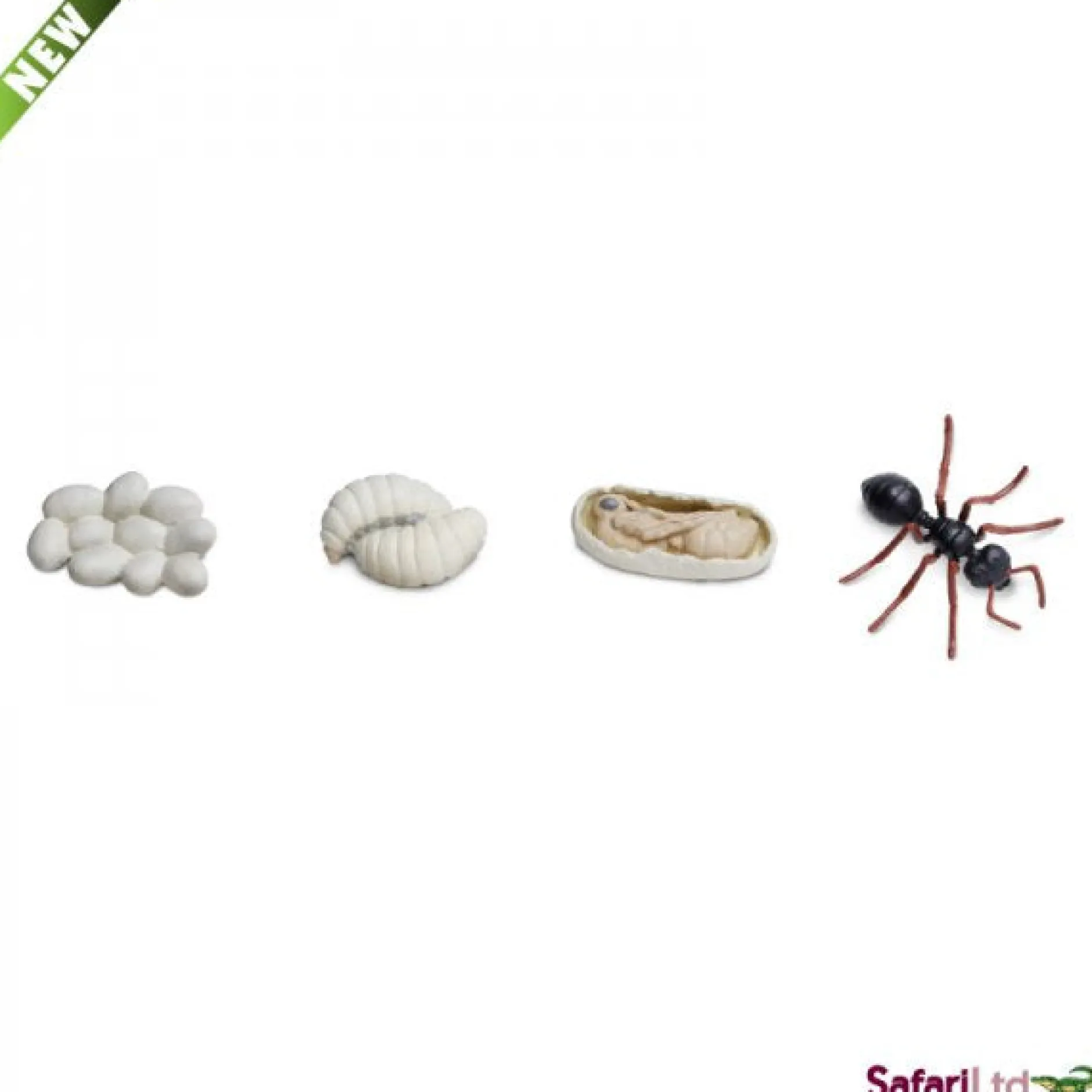 safari_life_cycle_of_an_a_2.webp Safari Life Cycle of an Ant