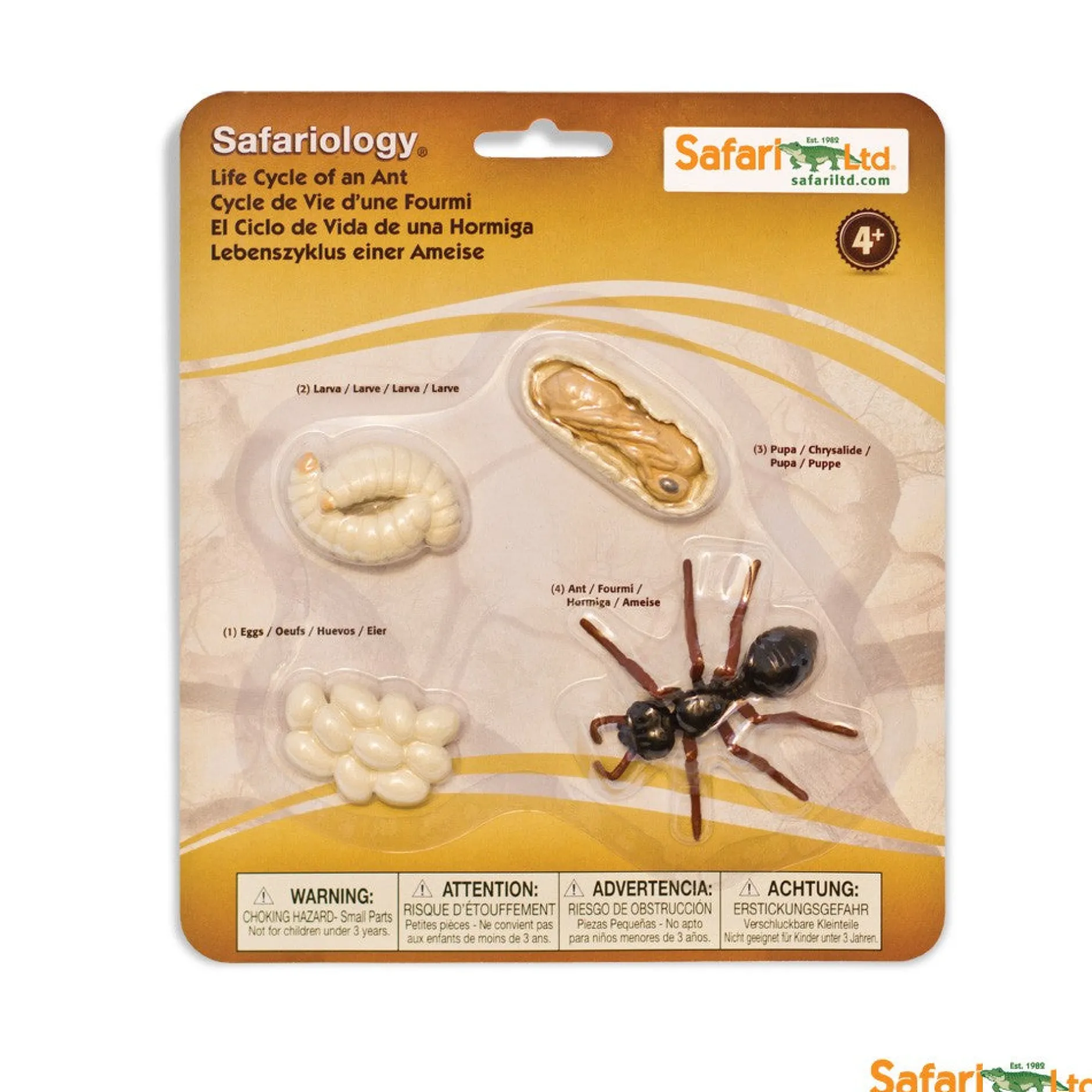 safari_life_cycle_of_an_a_3.webp Safari Life Cycle of an Ant