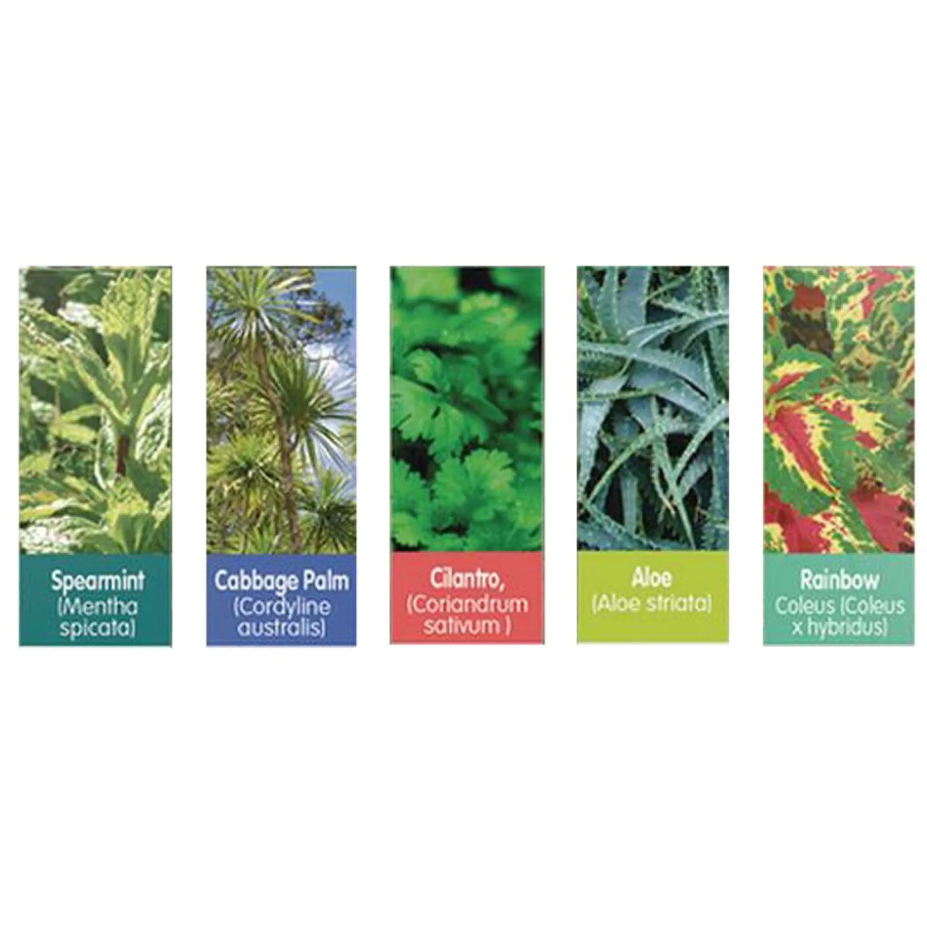 sensory_ecobiosphere_plan_2.webp Silvercircle Sensory Eco-Biosphere Plant Dome with 5 Different Seeds