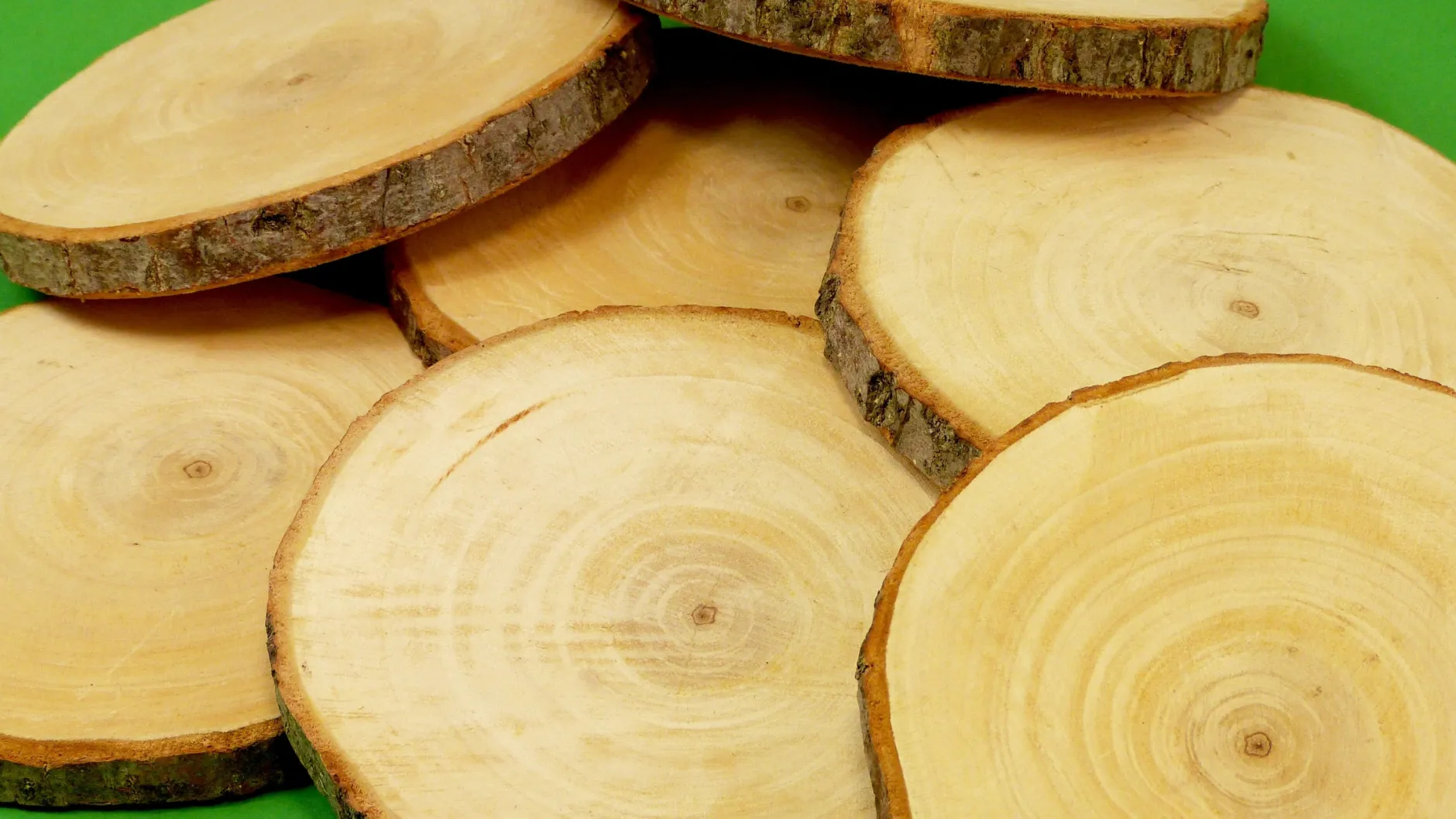 tree_trunk_slices__cm_pac_1.webp Educational Toys Tree Trunk Slices - 15Cm (Pack Of 10)