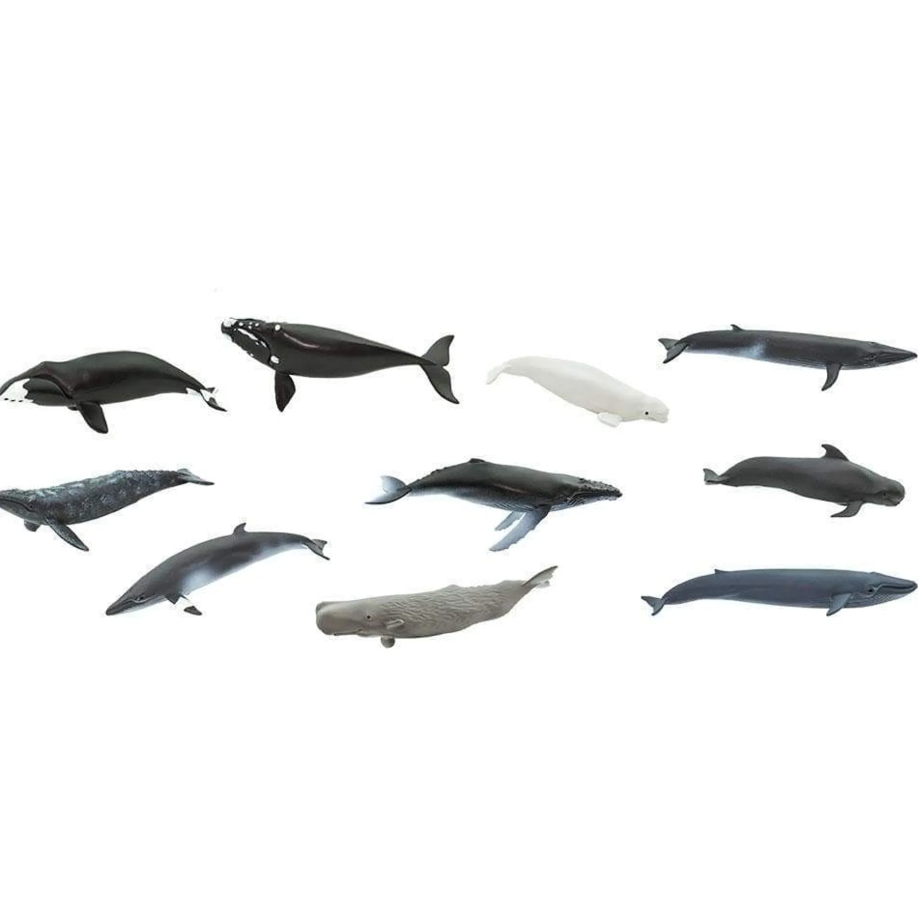 whales_and_dolphins_toob_2.webp Safari Whales and Dolphins Toob
