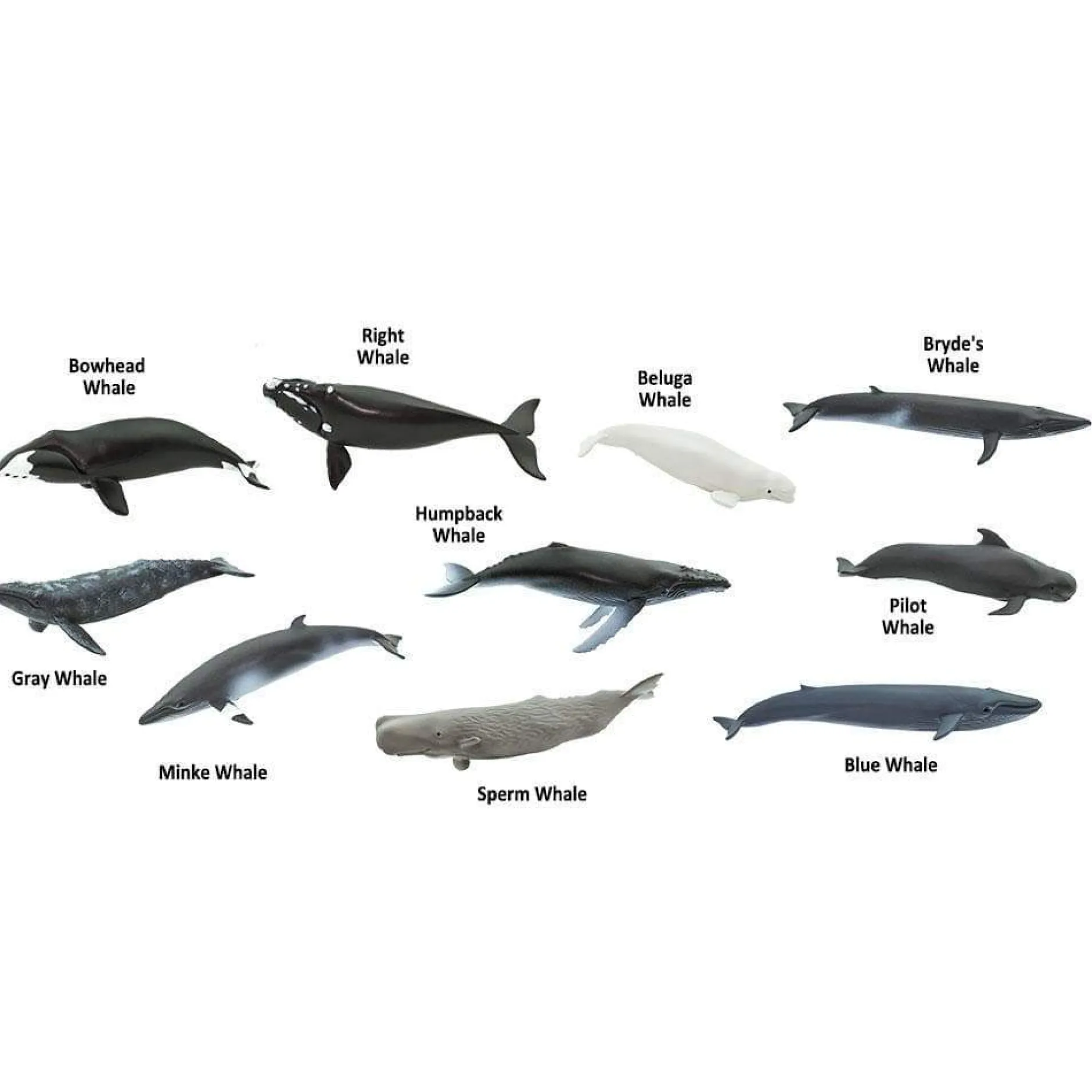 whales_and_dolphins_toob_3.webp Safari Whales and Dolphins Toob