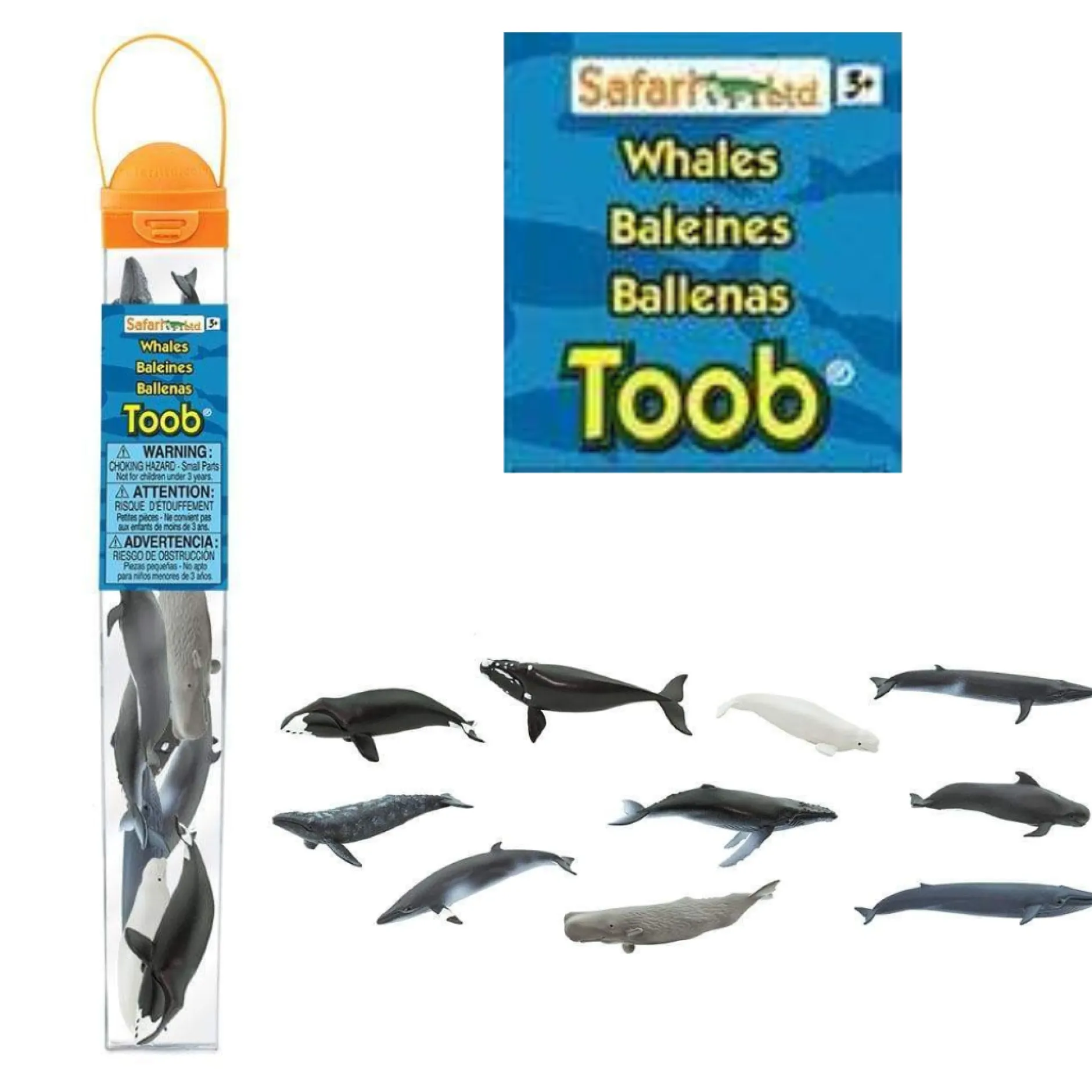 whales_and_dolphins_toob_4.webp Safari Whales and Dolphins Toob